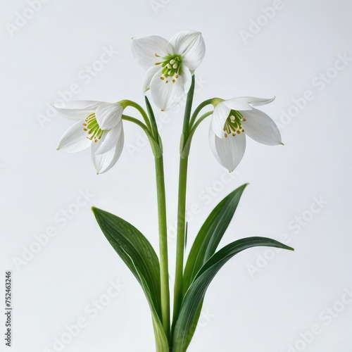 snowdrops in a vase  on white
