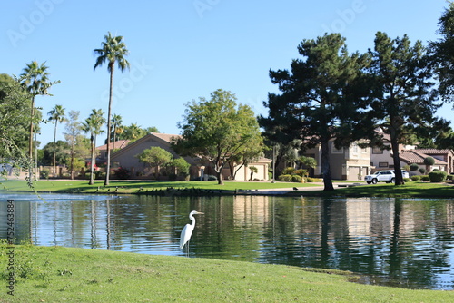 Snowy Egret (Egretta thula) standing still in water at lake edge in Dos Lagos Park, Glendale, Arizona