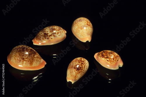 Seashell of Cypraea Schilderia achatidea, Mediterranean sea on black background close up photo