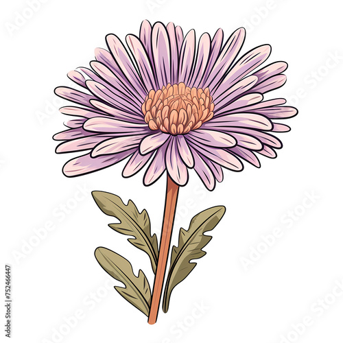 Pink chrysanthemum flower isolated on white background photo