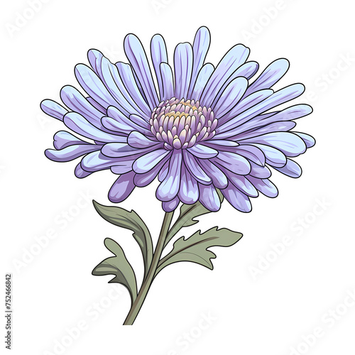 Pink chrysanthemum flower isolated on white background photo