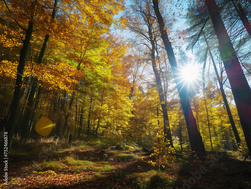 Autumn Forest Sunbeams © pavlofox