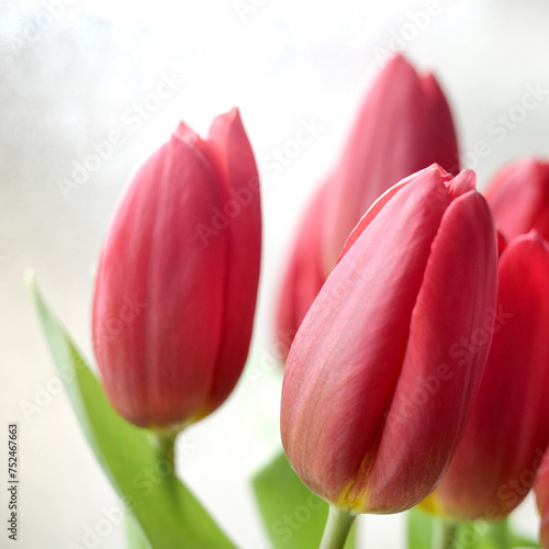saison des tulipes