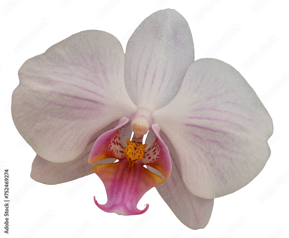 Fototapeta premium White Phalaenopsis orchid flower blossom, isolated image on transparent background