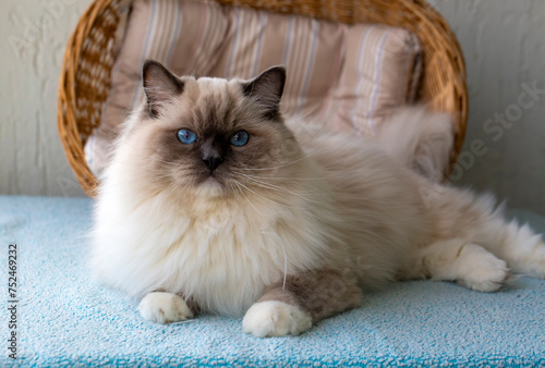 Cute pet ragdoll cat. Pet a...