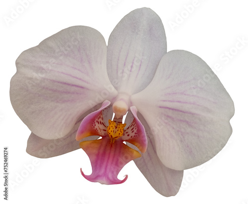 White Phalaenopsis orchid flower blossom, isolated image on transparent background