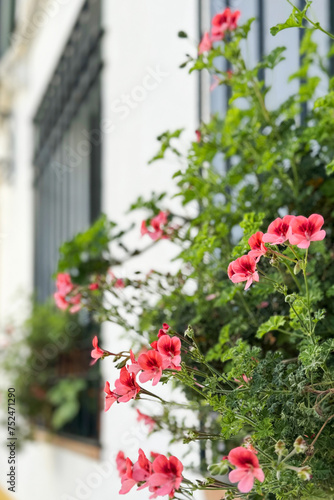 Fototapeta Naklejka Na Ścianę i Meble -  Blooming pink geranium flowers in a pot on the window as decoration of the house and street. Vertical image.