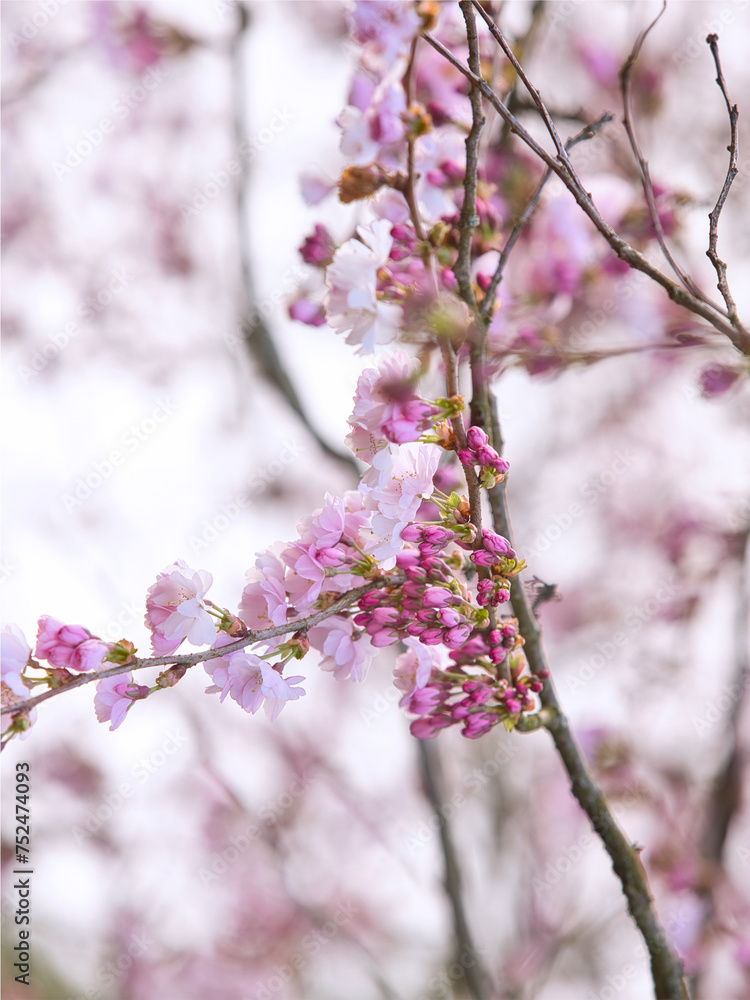 Pinke rosa Blüten im Frühling - die Sakura blüht auf Pinke rosa Blüten im Frühling - die Sakura blüht auf