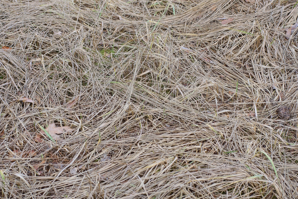 natural plant texture from dry gray grass in a field in nature natural plant texture from dry gray grass in a field in nature