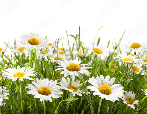 Gras mit Gänseblümchen isoliert auf weißen Hintergrund, Freisteller