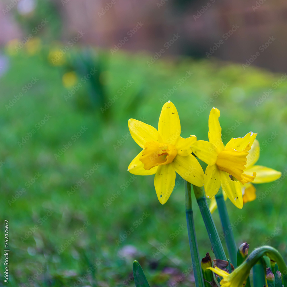 Obraz premium daffodils in spring