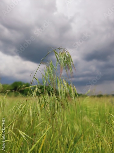 grass and sky