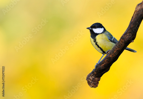 Great tit on yellow background. photo