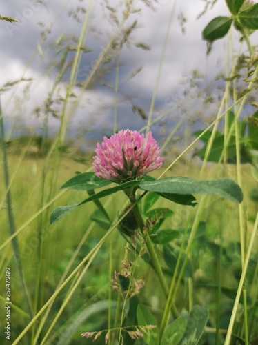 pink clover