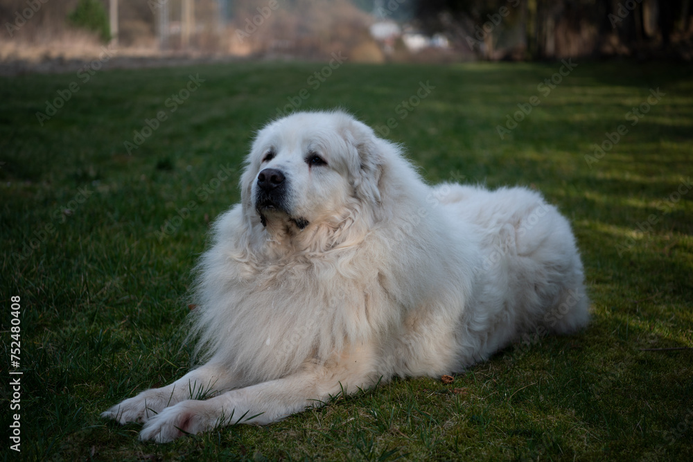 Mountain Dog Breeds Great Pyrenees Breeding Information Pyrenees