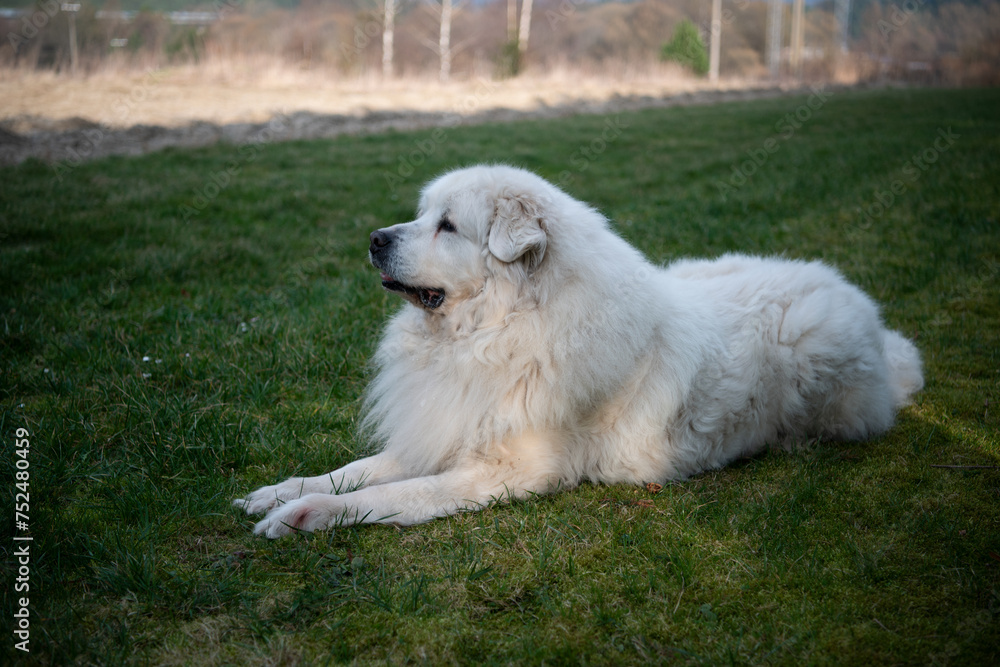 The Pyrenean Mountain Dog is a breed of livestock guardian dog from France, where it is known as the Chien de Montagne des Pyrénée It is called the Great Pyrenees in the United States.