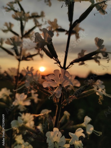 white flower at sunset 