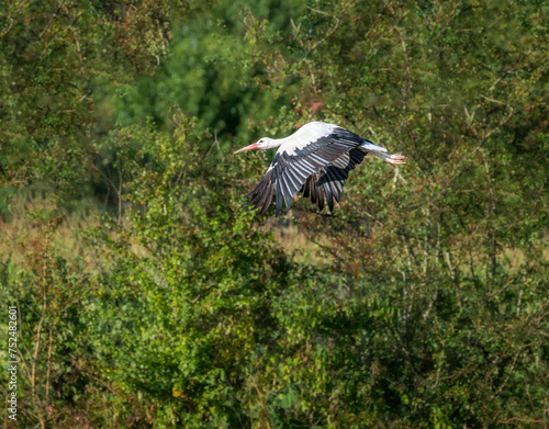 White stork flying along trees