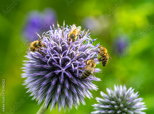Group of bees pollinating on a thistle flower blossom