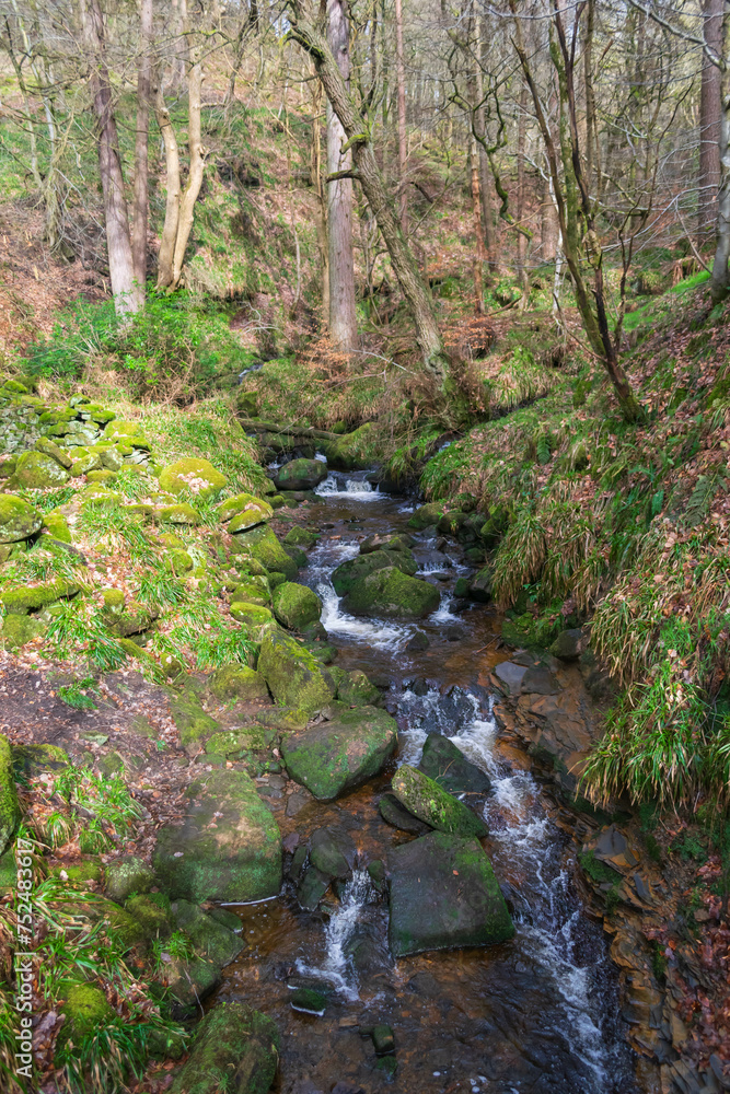 Fototapeta premium stream in the forest
