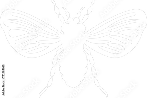 cicada outline photo