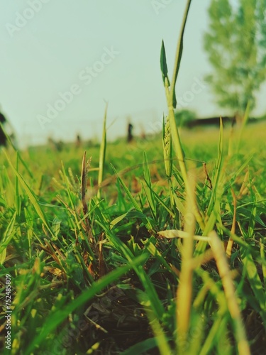 green grass in the wind