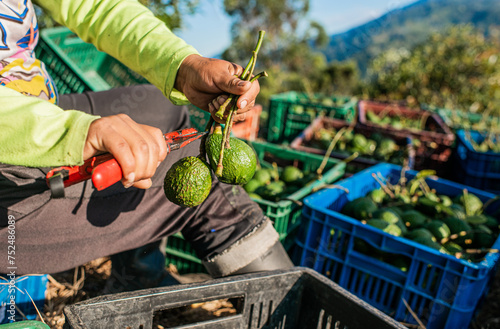 primer plano de trabajador preparando frutos de aguacate cosechado en canasta para la venta © ASTRO