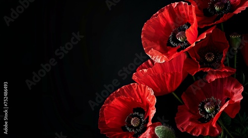 Elegant red Poppies isolated on black background - Symbolic remembrance day floral display