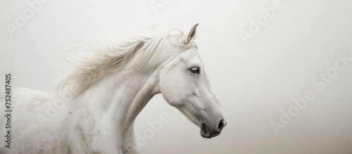Majestic white horse with flowing mane standing gracefully in beautiful countryside field