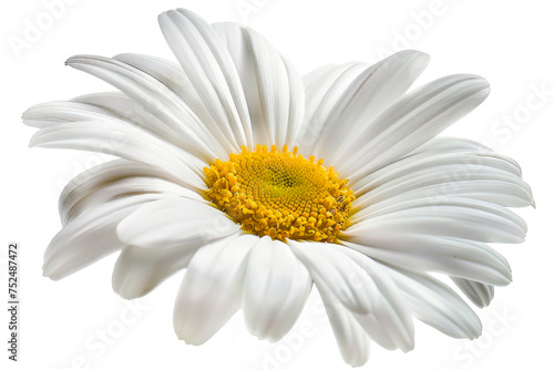 Beautiful white Daisy  Marguerite  isolated on white background. Close up