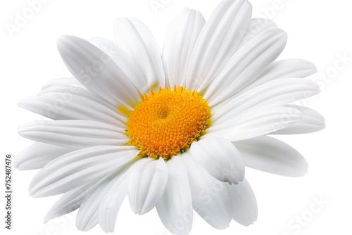 Beautiful white Daisy  Marguerite  isolated on white background. Close up