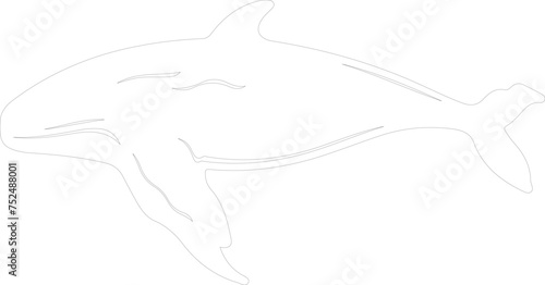 bowheadwhale outline