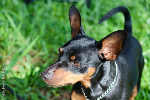 cute black pinscher
