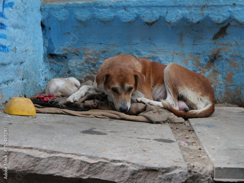 famille de chien alongés dans la rue en Inde