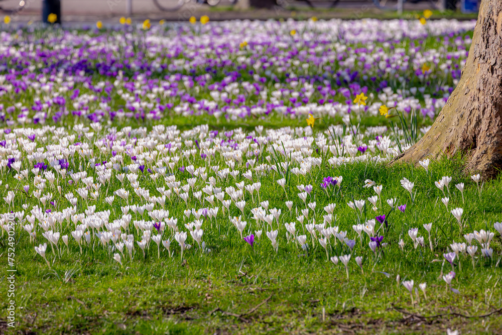 Naklejka premium Selective focus of multi color white and purple Crocus on green grass meadow in urban park lawn in Netherlands, The flowers are one of the brightest and earliest spring bloom, Nature floral background