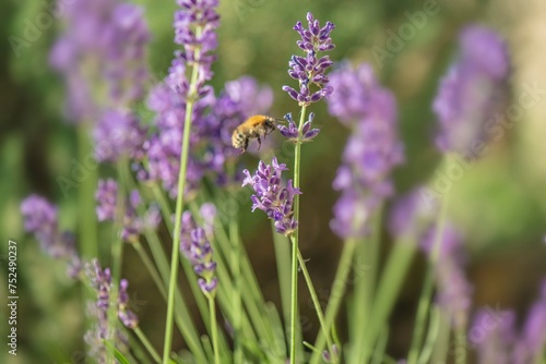 lavender flowers blooming in a garden and honey bee collecting pollen