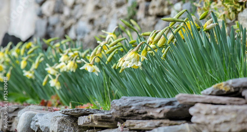 beautiful yellow daffodils blooming in a flower bed blooming  surrounded by s...