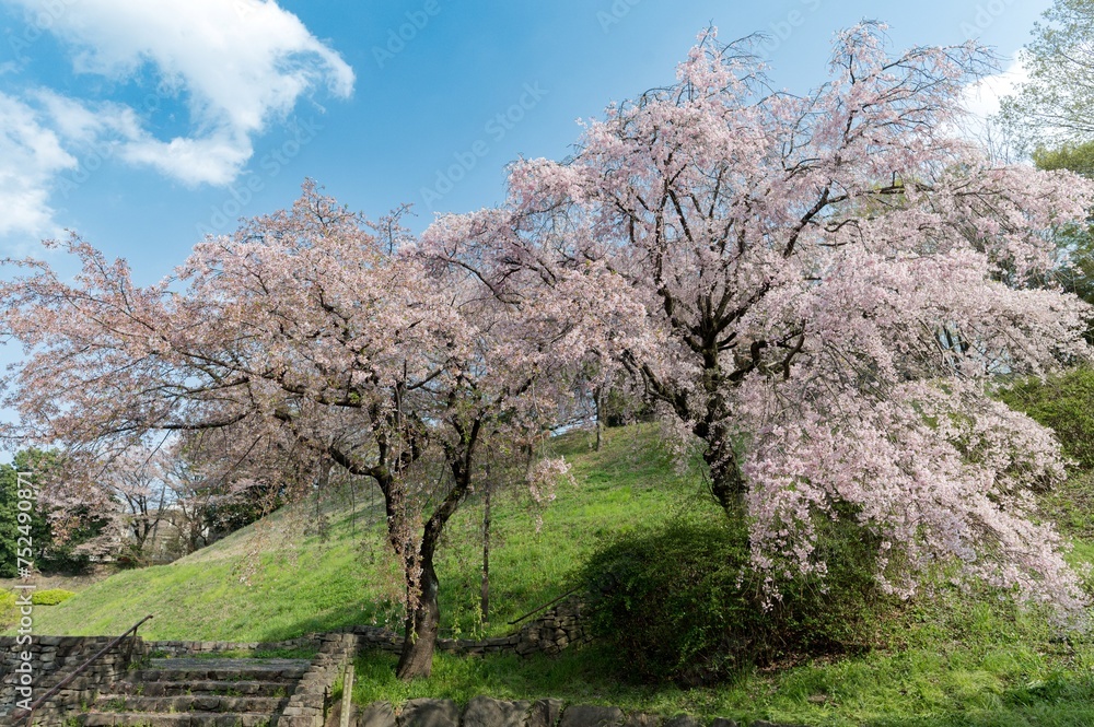 青空と丘陵の桜
