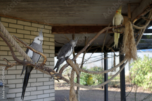 Two white-faced cockatiel and one lutino cockatiel in a large cage. In the background a blurred budgie photo