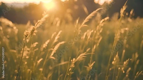 Wild grass in the forest at sunset. Macro image, shallow depth of field