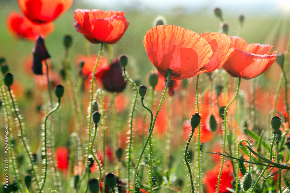 Obraz premium Poppies flower meadow nature background springtime