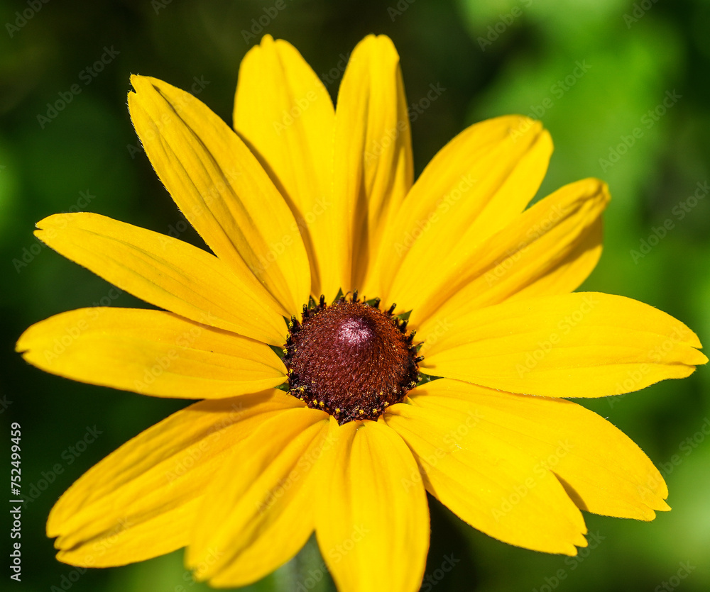 Closeup macro of a black-eyed Susan flower in bloom. Closeup macro of a black-eyed Susan flower in bloom.