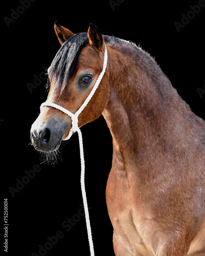Roan Welsh A pony in showhalter with black background