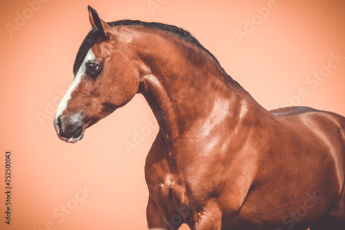 Pretty brown Welsh cob mare with minimalistic background