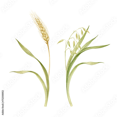 Set of watercolor field plants wheat and oats with ears of corn