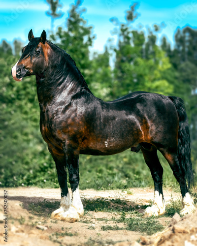 Brown Welsh Cob stallion Brynsir mab-y-Brenin by Crugybar Mabon Mai x Cwmdafydd Mille by Trevallion Gambler standing proudly with nature in background