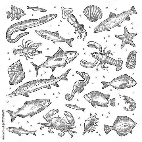 Different types fish and crustacean. Shell, cuttlefish, oyster, tilapia, trout, tuna, salmon, anchovy, eel, sardine, herring, lobster, crab, crawfish, shrimp. Vector engraving vintage isolated