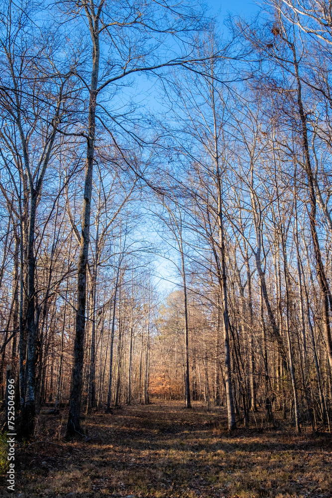 Fototapeta premium Trail Forest