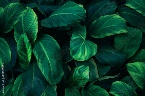 Close up tropical Green leaves texture and abstract background., Nature concept.. © NewSaetiew