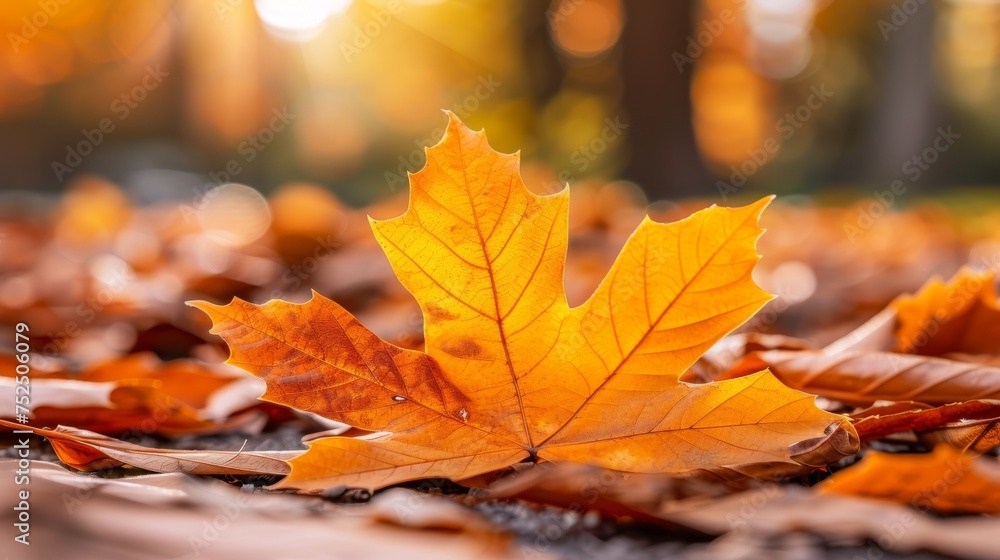 a close up of a leaf laying on the ground with the sun shining through the trees in the back ground. a close up of a leaf laying on the ground with the sun shining through the trees in the back ground.